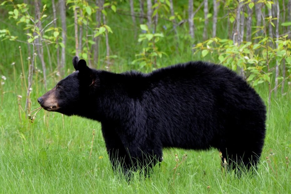 Black bear in the everglades