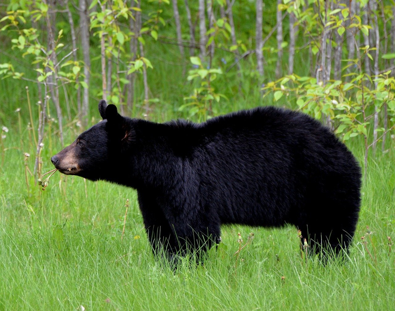 Black bear in the everglades