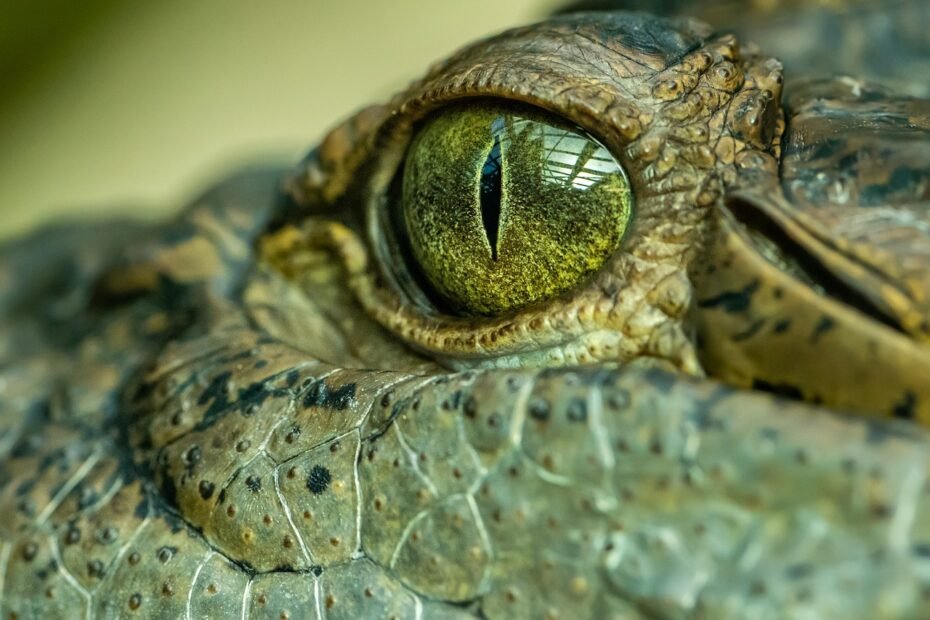 A nile crocodile in florida