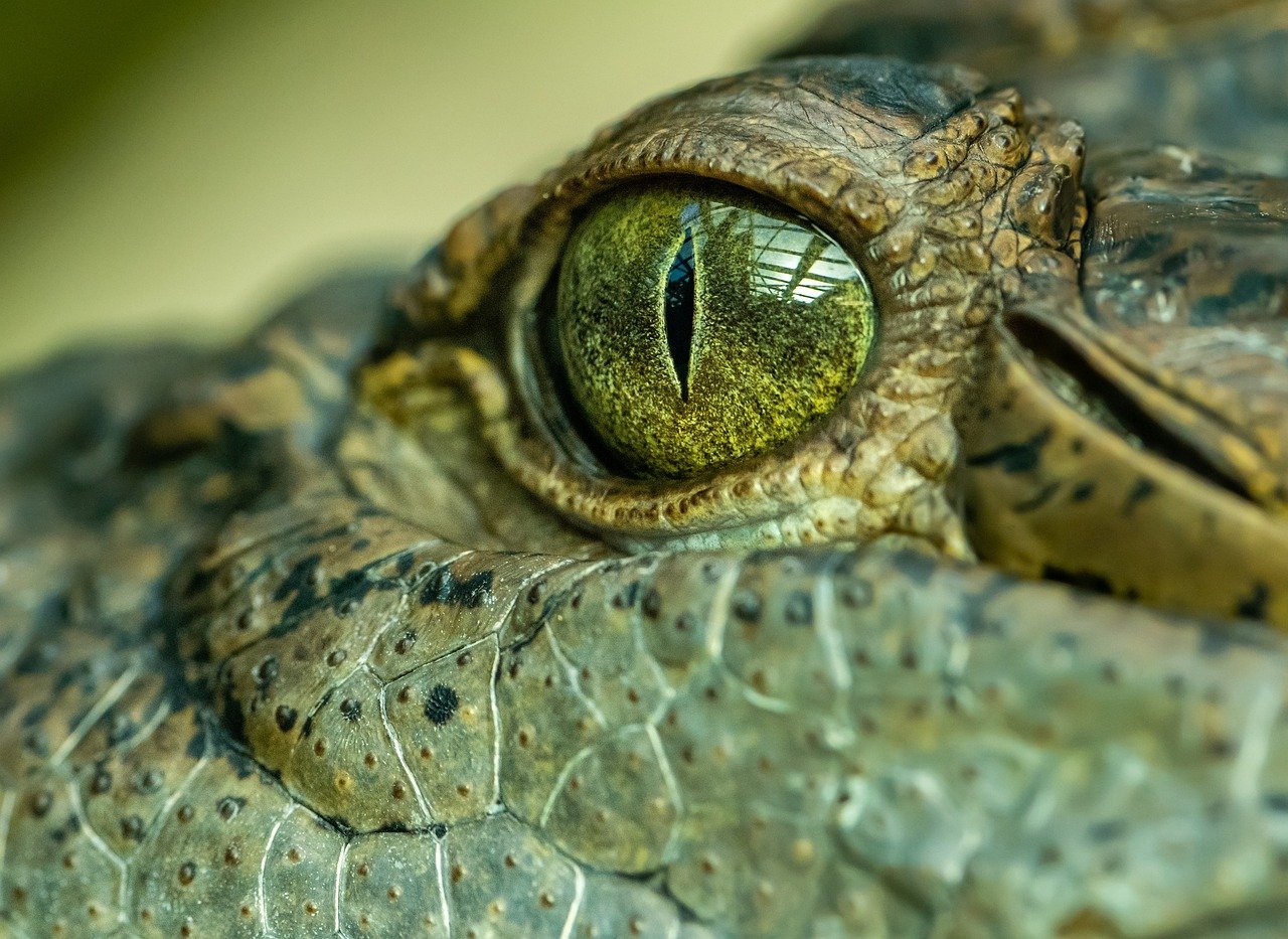 A nile crocodile in florida