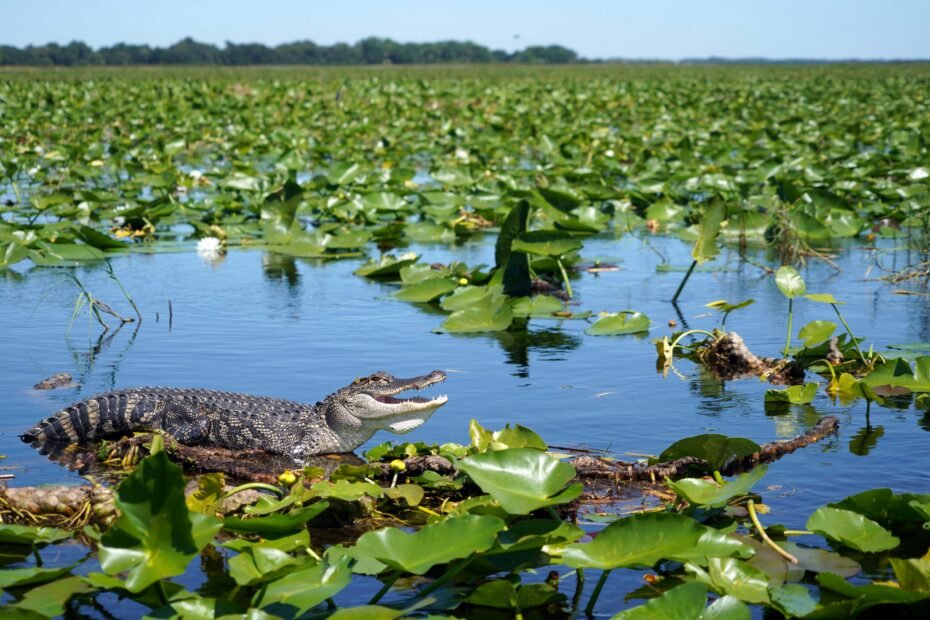 Everglades predatos include the alligator and crocodile.