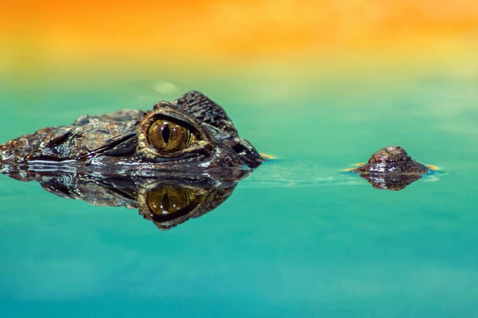 Predatorsin the everglades are a common feature of marsh and swamp territory