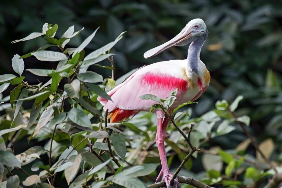 There are hundreds of species of birds in the everglades