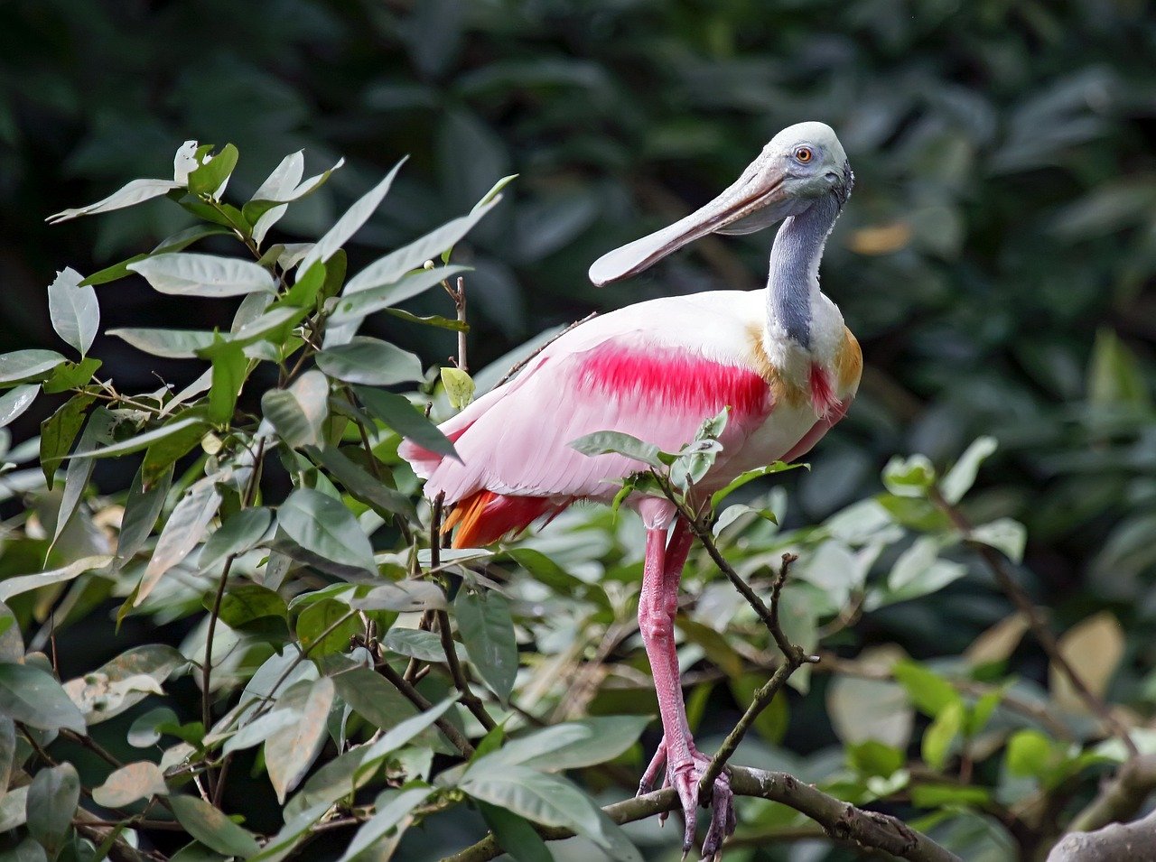 There are hundreds of species of birds in the everglades